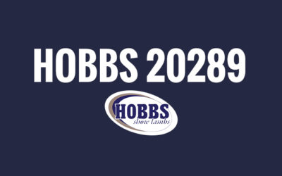 Hobbs 20289