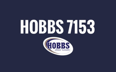 Hobbs 7153