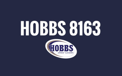 Hobbs 8163
