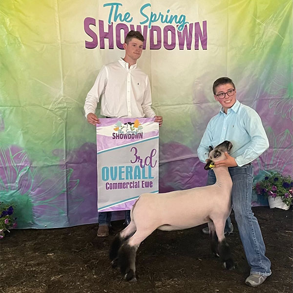 3rd Overall Commercial Ewe Spring Showdown