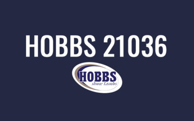 Hobbs 21036