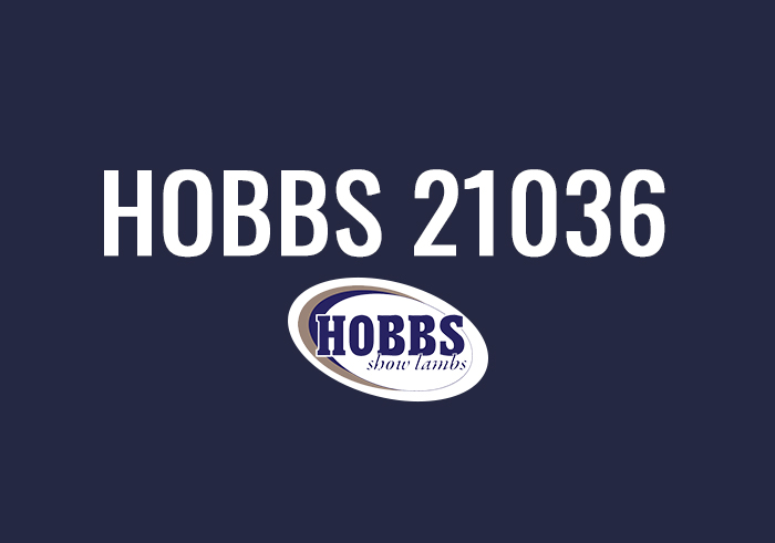 Hobbs 21036