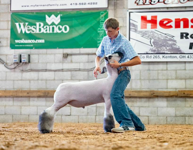 Reserve Champion Shrop, Buckle Bash Reserve Champion Shrop, Buckle Bash