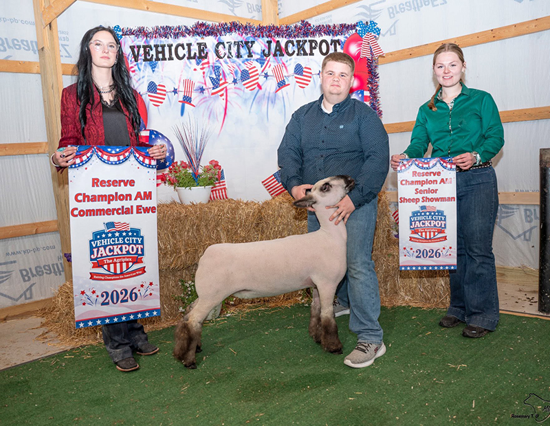 Reserve Grand Champion Ewe, Vehicle City Jackpot Shown - Show A Reserve Grand Champion Ewe, Vehicle City Jackpot Shown - Show A