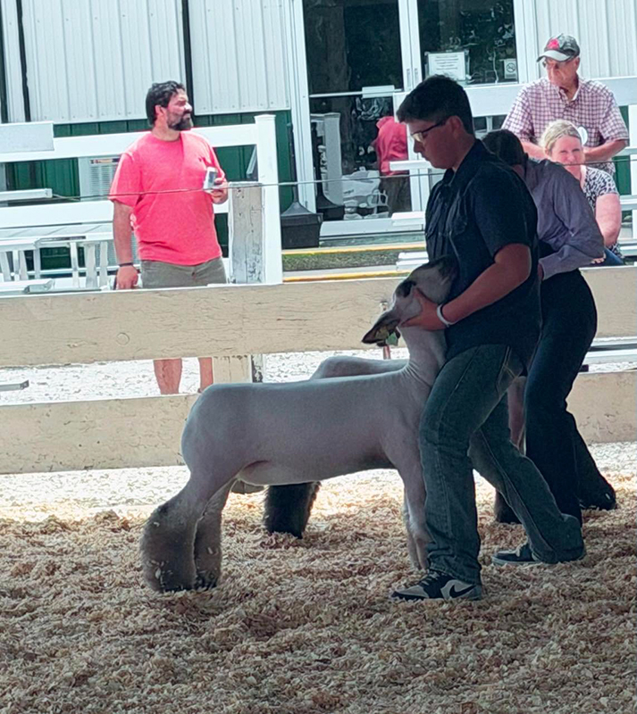 Grand Champion Breeding Ewe, Champion Crossbred Ewe, Princess City Jackpot Grand Champion Breeding Ewe, Champion Crossbred Ewe, Princess City Jackpot