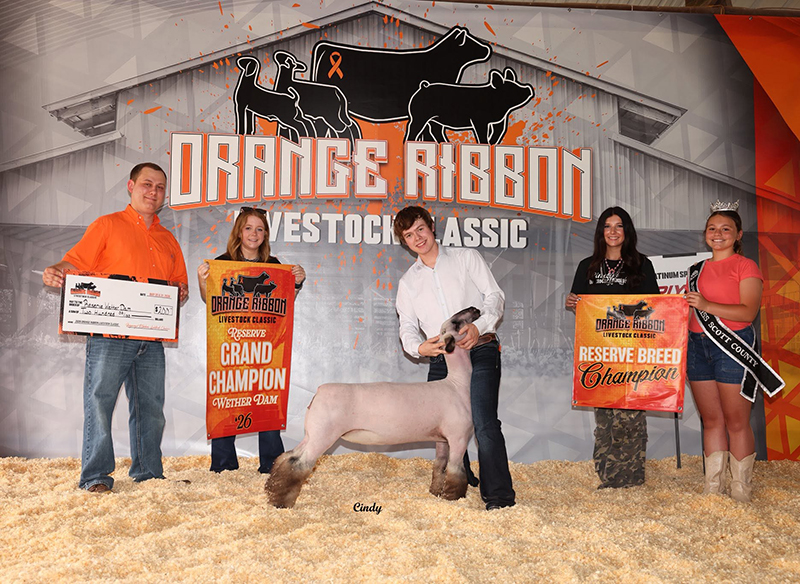 Reserve Champion Ewe, Reserve Black Face Cross, Orange Ribbon Classic Reserve Champion Ewe, Reserve Black Face Cross, Orange Ribbon Classic
