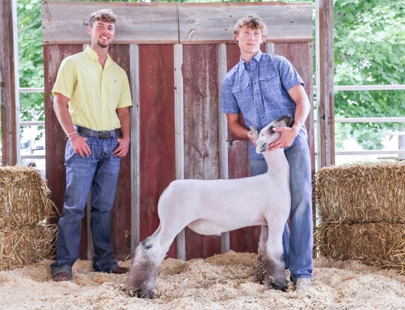 Reserve Grand Champion Market Lamb, Champion Crossbred, Marcus Open Lamb Show Reserve Grand Champion Market Lamb, Champion Crossbred, Marcus Open Lamb Show