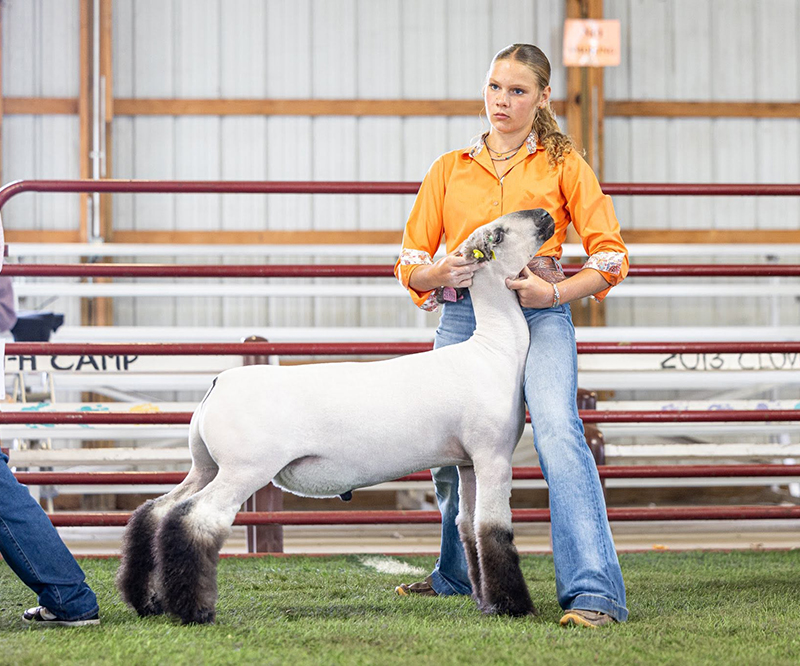 Reserve Hampshire, Vermillion County Open Show Reserve Hampshire, Vermillion County Open Show