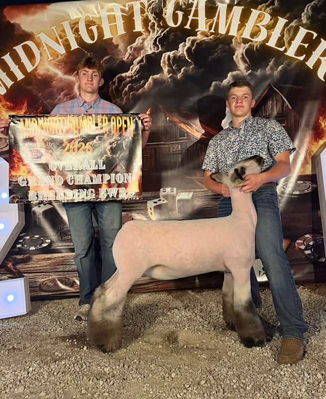 Supreme Champion Breeding Ewe, Midnight Gambler Supreme Champion Breeding Ewe, Midnight Gambler