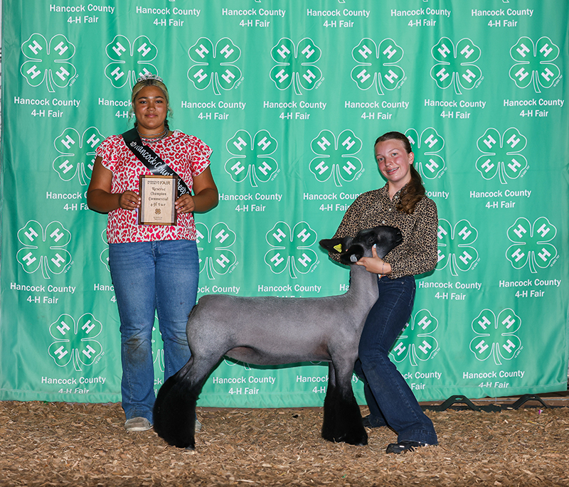 Reserve Champion Commercial Ewe, Hancock County Fair Reserve Champion Commercial Ewe, Hancock County Fair