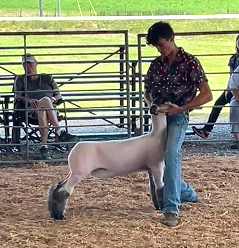 Champion WFX, Knox County Open Show Champion WFX, Knox County Open Show