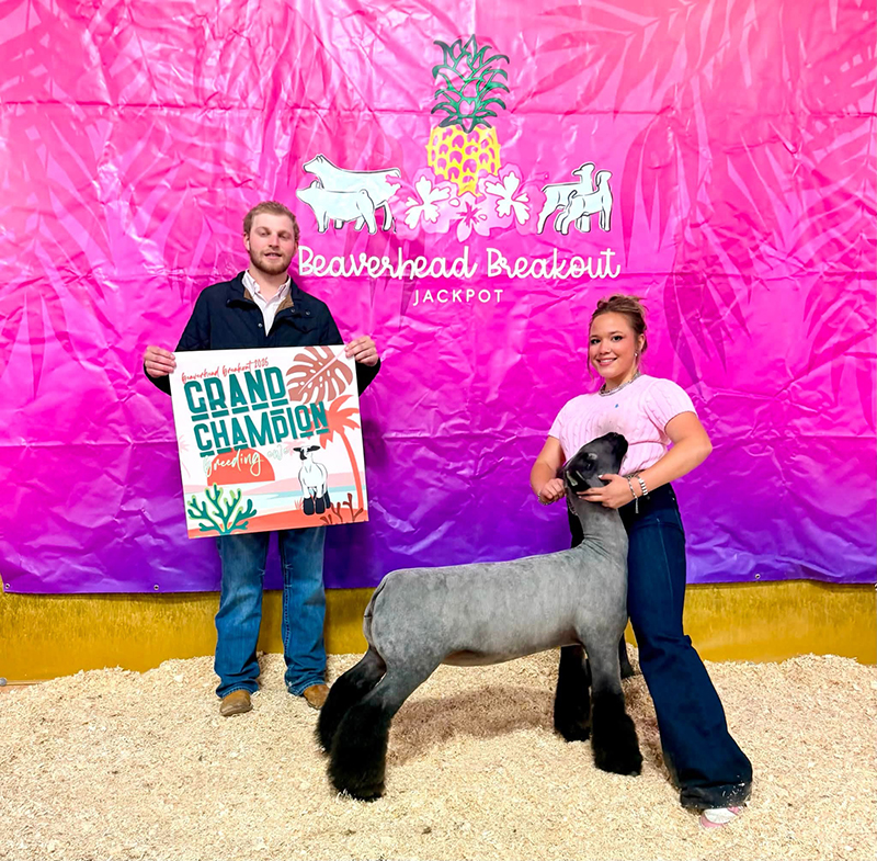 Supreme Champion Ewe, Beaverhead Breakout Supreme Champion Ewe, Beaverhead Breakout