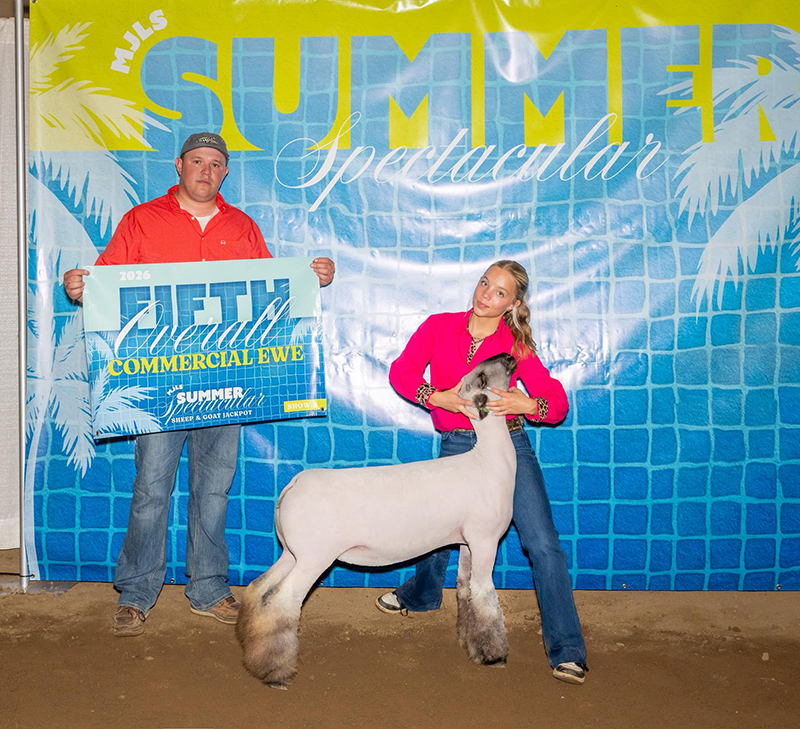 5th Overall Commercial Ewe, MJLS Summer Spectacular 5th Overall Commercial Ewe, MJLS Summer Spectacular