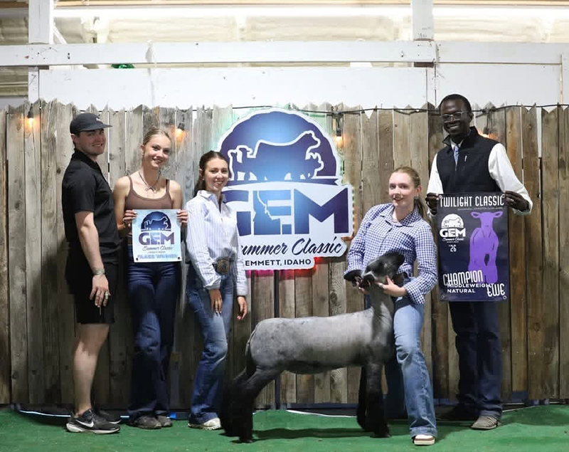 Champion Middleweight Ewe, GEM Classic Champion Middleweight Ewe, GEM Classic