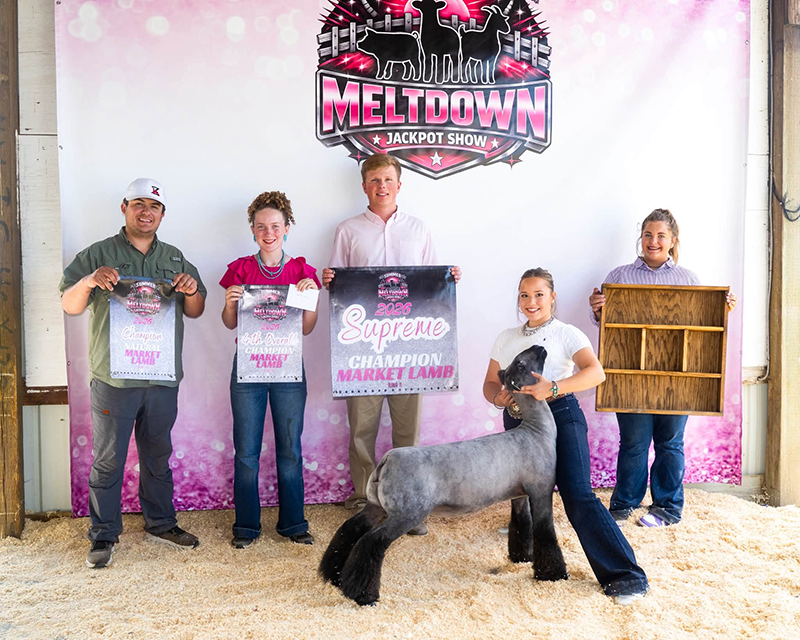 Supreme Champion Market Lamb – Show B, Champion Natural Market Lamb – Show B, 4th Overall Wether Dam – Show B, Reserve Natural Wether Dam – Show B, Summer Meltdown Supreme Champion Market Lamb – Show B, Champion Natural Market Lamb – Show B, 4th Overall Wether Dam – Show B, Reserve Natural Wether Dam – Show B, Summer Meltdown