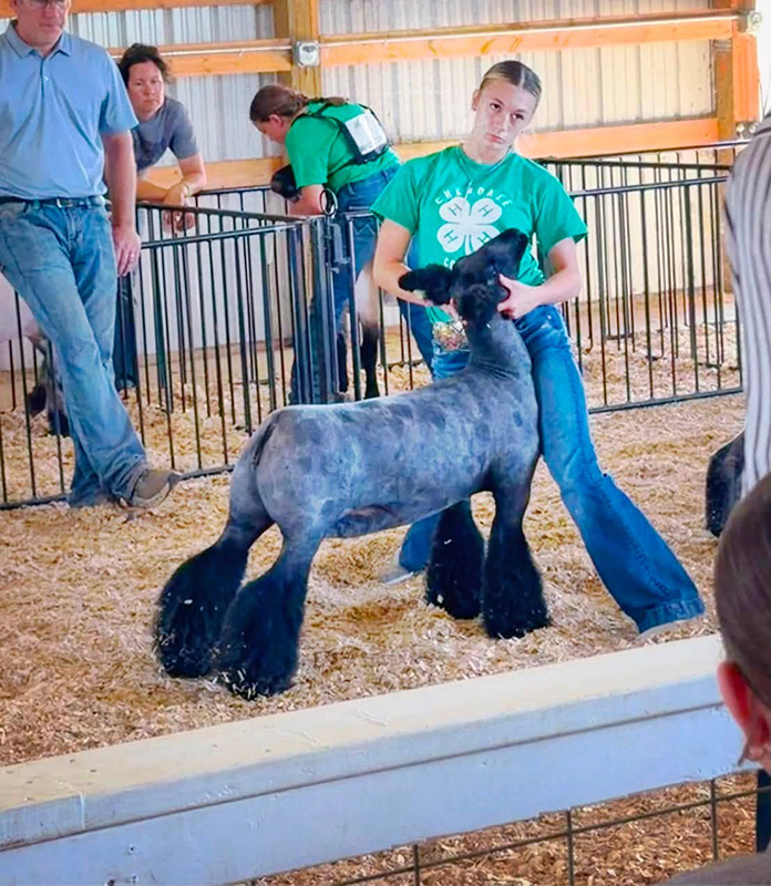 Grand Champion Market Lamb, Cherokee County Fair Grand Champion Market Lamb, Cherokee County Fair