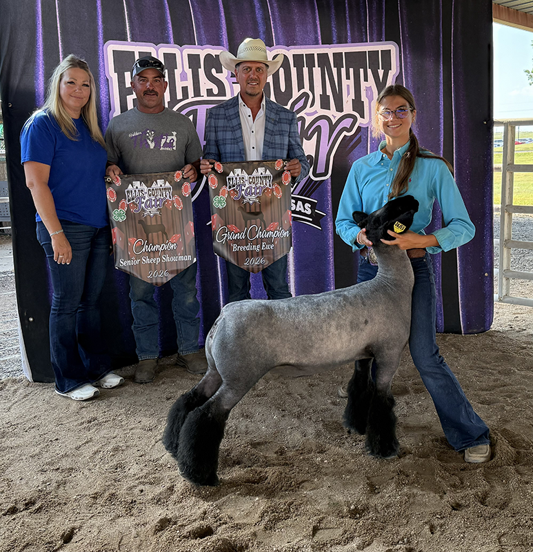 Grand Champion Breeding Ewe, Ellis County Fair Grand Champion Breeding Ewe, Ellis County Fair