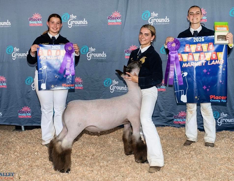 Supreme Champion Market Lamb, Placer County Fair Supreme Champion Market Lamb, Placer County Fair