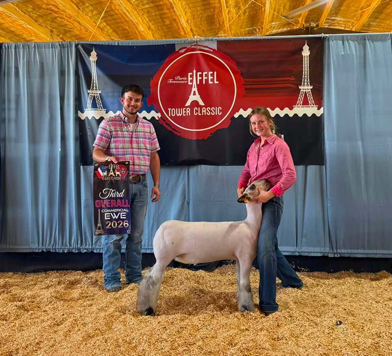 3rd Overall Commercial Ewe, Eiffel Tower Classic 3rd Overall Commercial Ewe, Eiffel Tower Classic