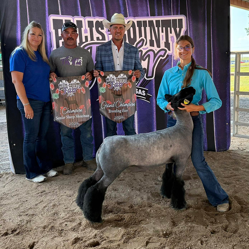 Grand Champion Breeding Ewe, Ellis County Fair Grand Champion Breeding Ewe, Ellis County Fair