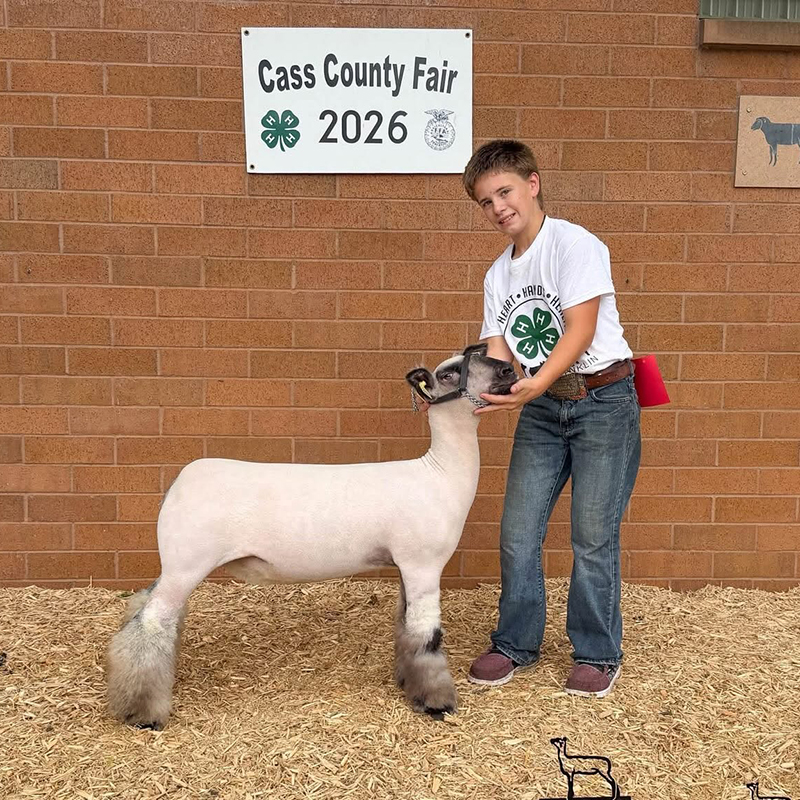 Reserve 4-H Breeding Ewe, Cass County Fair Reserve 4-H Breeding Ewe, Cass County Fair