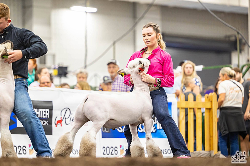 Class 21 Market Lamb Winner, Indiana State Fair Class 21 Market Lamb Winner, Indiana State Fair