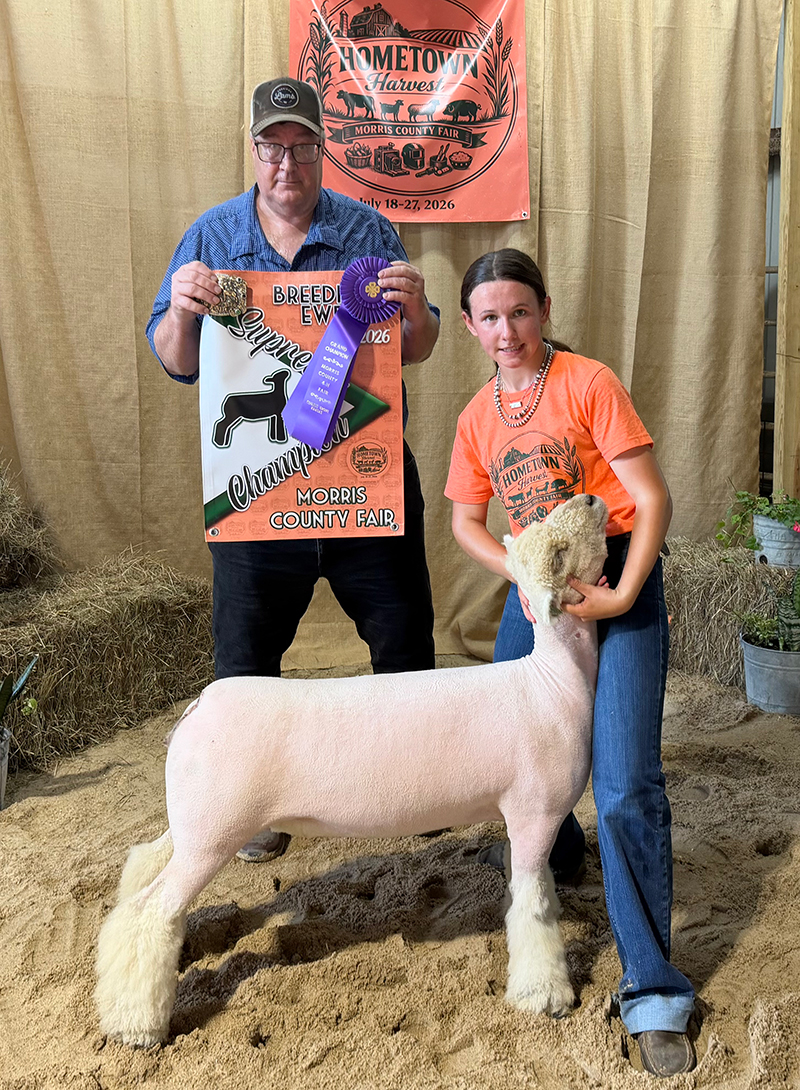 Supreme Champion Breeding Ewe, Morris County Fair Supreme Champion Breeding Ewe, Morris County Fair