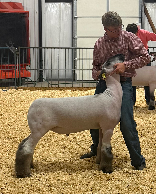 3rd Overall Market Lamb, Rio Blanco County Fair 3rd Overall Market Lamb, Rio Blanco County Fair