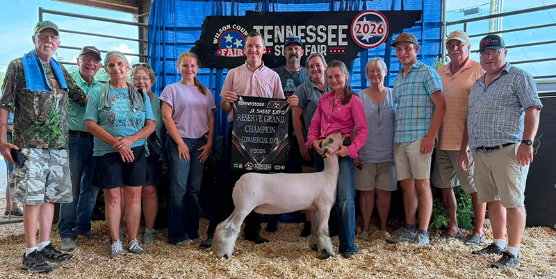 Reserve Champion Commercial Ewe, Tennessee 4-H Sheep Expo Reserve Champion Commercial Ewe, Tennessee 4-H Sheep Expo