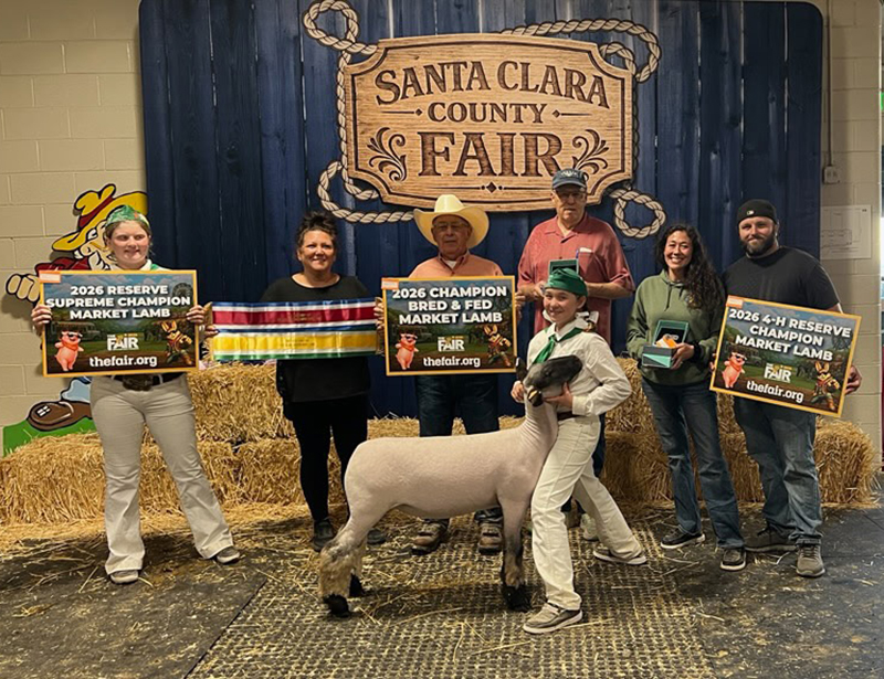 Reserve Supreme Market Lamb, Champion County Bred Market Lamb, Santa Clara County Fair Reserve Supreme Market Lamb, Champion County Bred Market Lamb, Santa Clara County Fair