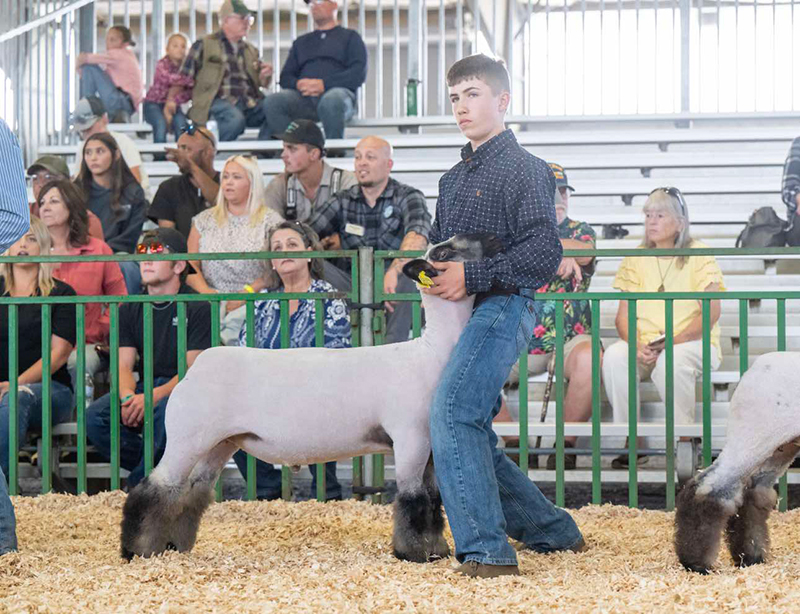 Grand Champion Market Lamb, Tillamook County Fair Grand Champion Market Lamb, Tillamook County Fair