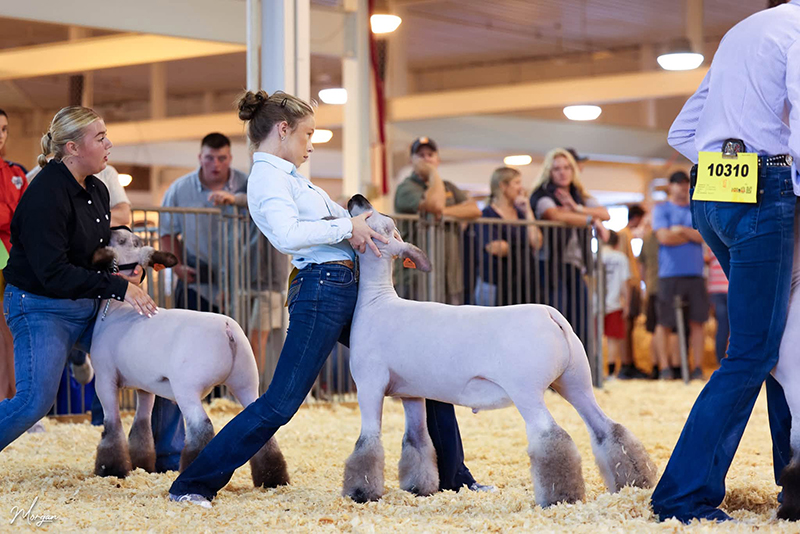 Hampshire Class Winner, Illinois State Fair Open Show Hampshire Class Winner, Illinois State Fair Open Show