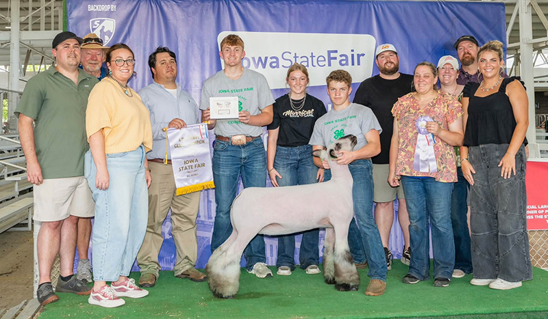 Reserve Overall Commercial Ewe, Iowa State Fair - 4-H Show Reserve Overall Commercial Ewe, Iowa State Fair - 4-H Show