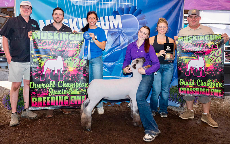 Champion Breeding EweChampion Breeding Ewe, Muskingham County (OH) Fair Champion Breeding EweChampion Breeding Ewe, Muskingham County (OH) Fair