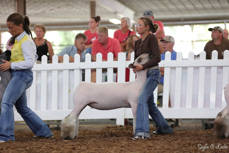 Champion Hamp Ewe, Mercer County Fair Champion Hamp Ewe, Mercer County Fair