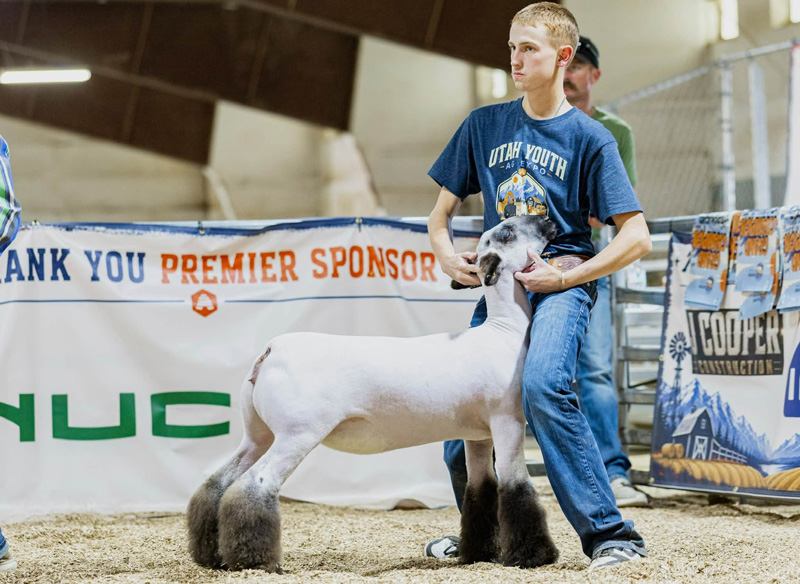 Supreme Champion Ewe, Utah Youth Ag Expo Supreme Champion Ewe, Utah Youth Ag Expo