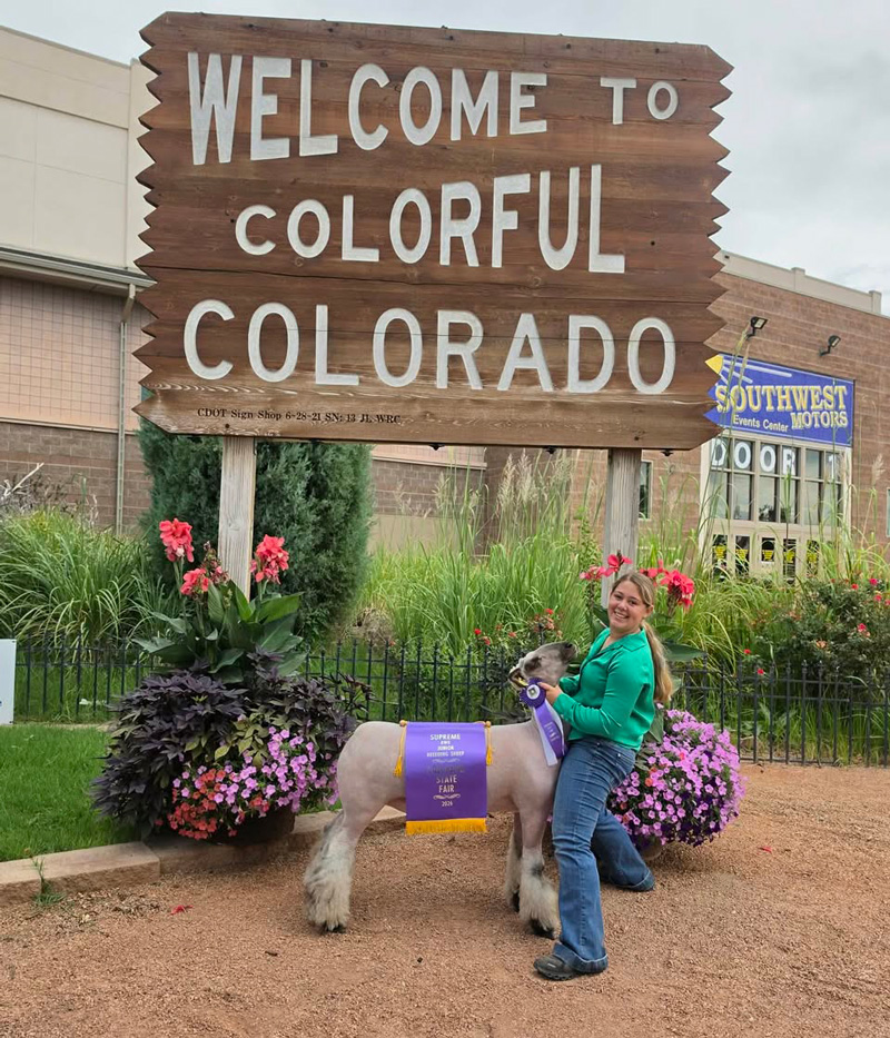 Supreme Champion Ewe, Colorado State Fair Supreme Champion Ewe, Colorado State Fair